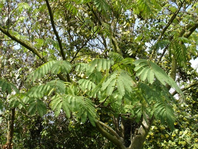 Albizia julibrissin